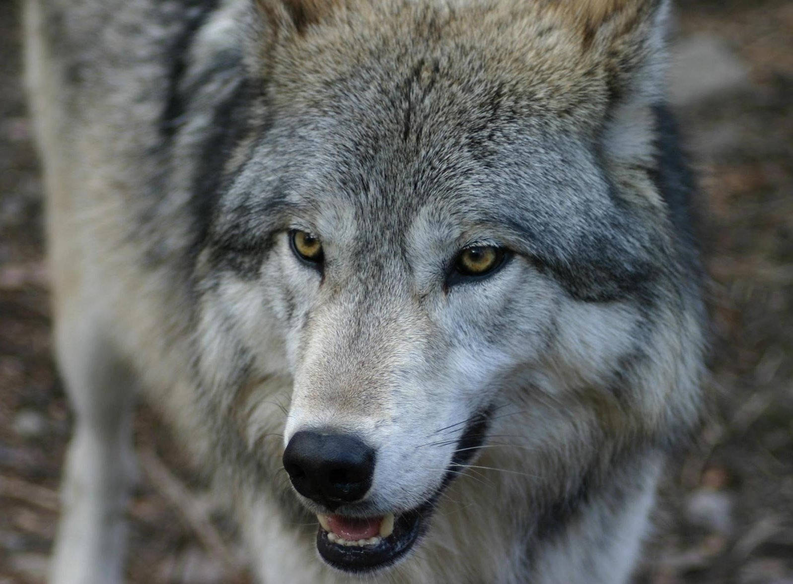 Wolf Predator Close-up Photography Wallpaper