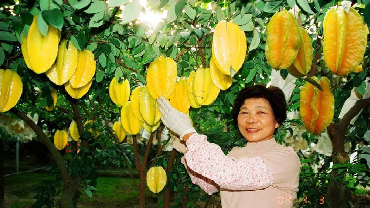 Woman Star Fruits Farm Wallpaper