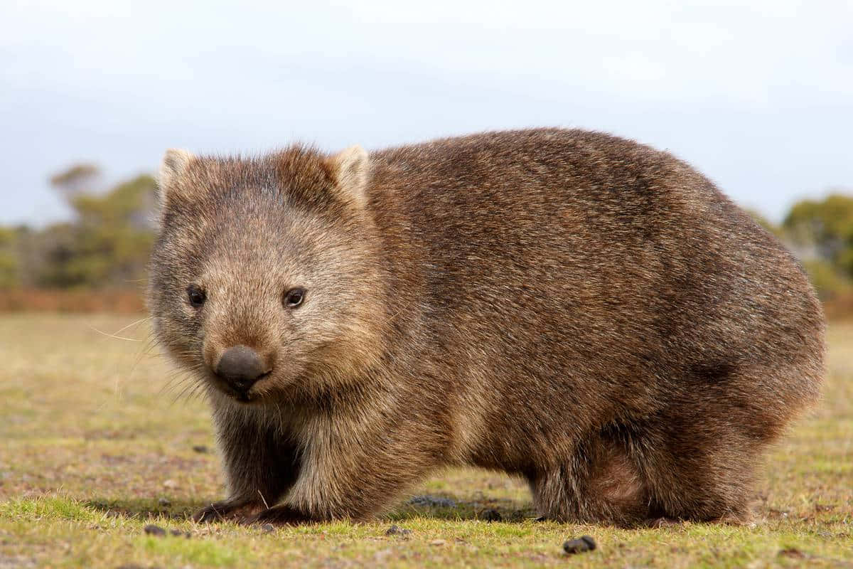 Wombatin Natural Habitat.jpg Wallpaper