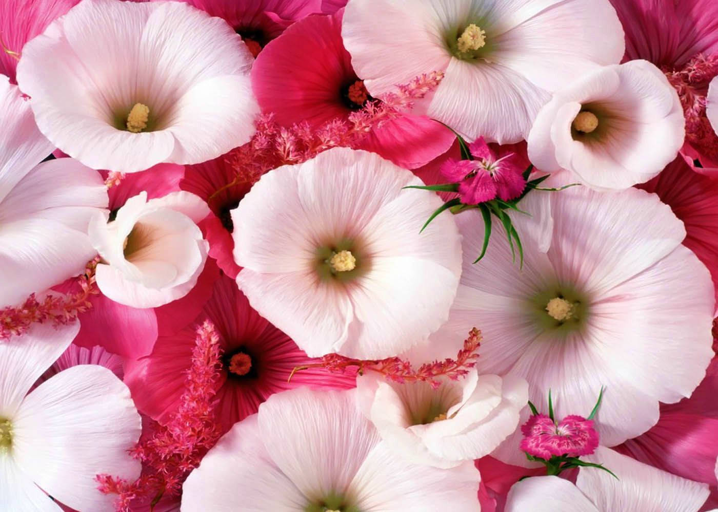 World's Most Beautiful Flowers Mallow Malope Wallpaper