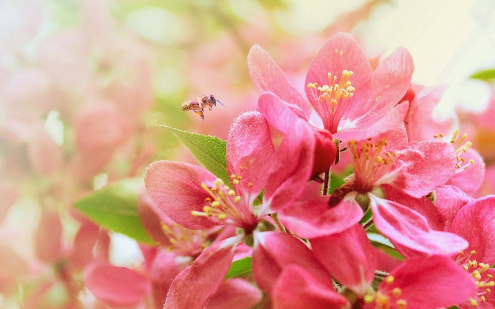 World's Most Beautiful Flowers Malus Spectabilis Wallpaper