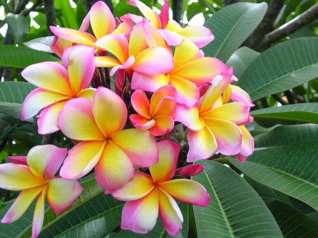 World's Most Beautiful Flowers Plumeria Wallpaper