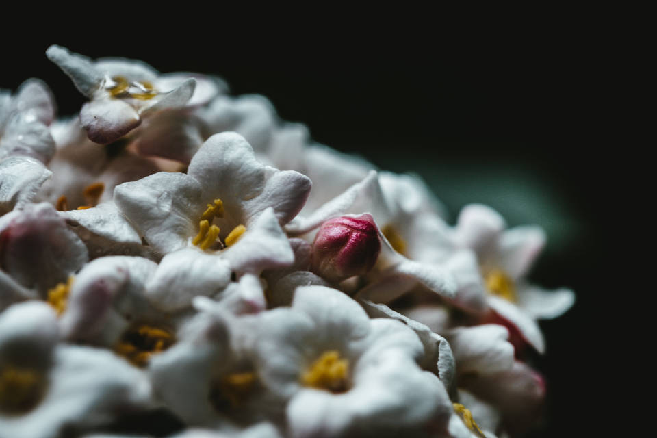 World's Most Beautiful Flowers Viburnum Farreri Wallpaper