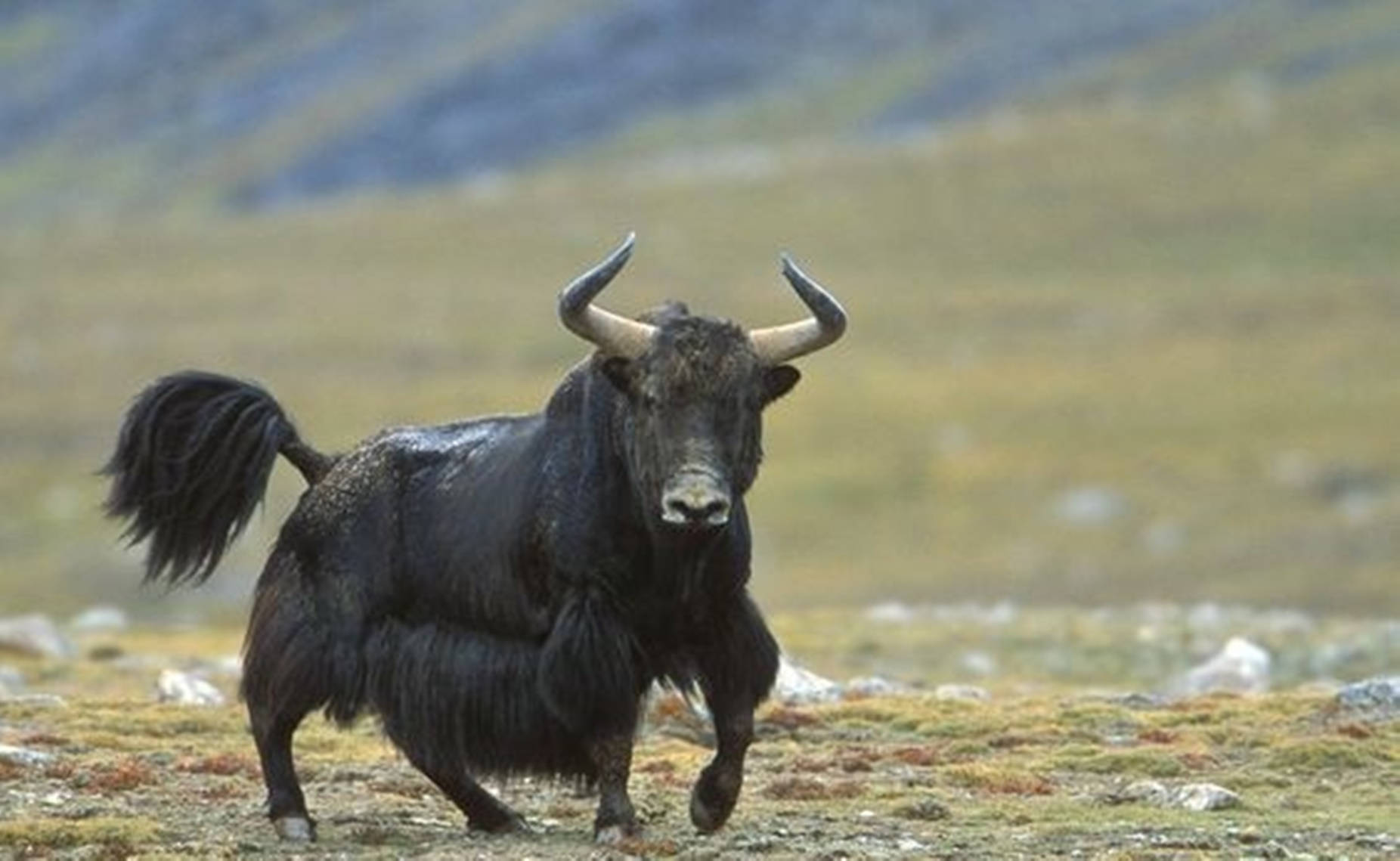 Yak Black Running On Grass Wallpaper