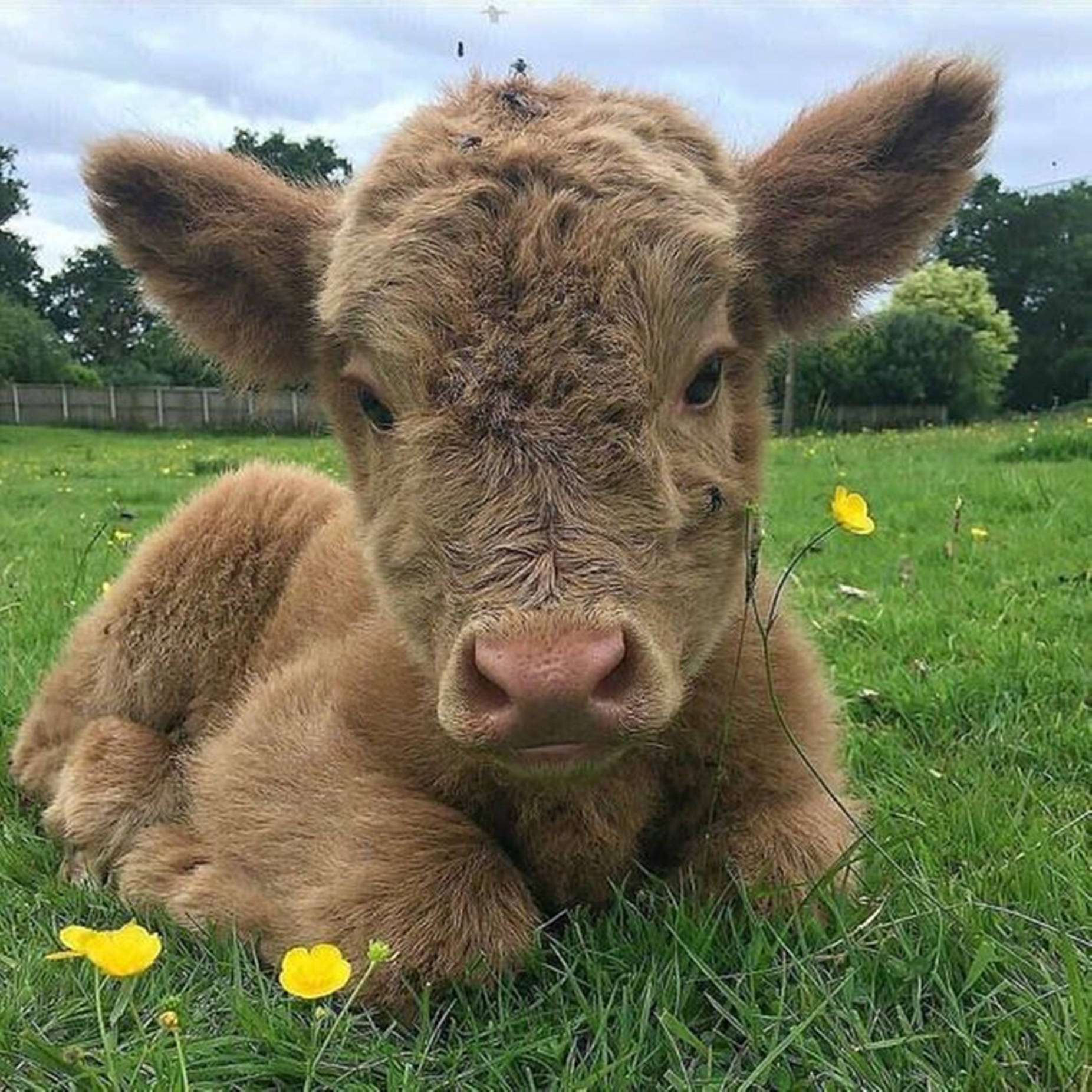 Yak Brown Resting On Grass With Yellow Flowers Wallpaper