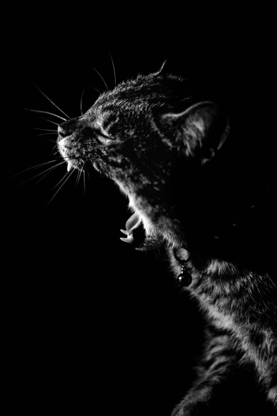 Yawning Cat Oled Phone Wallpaper