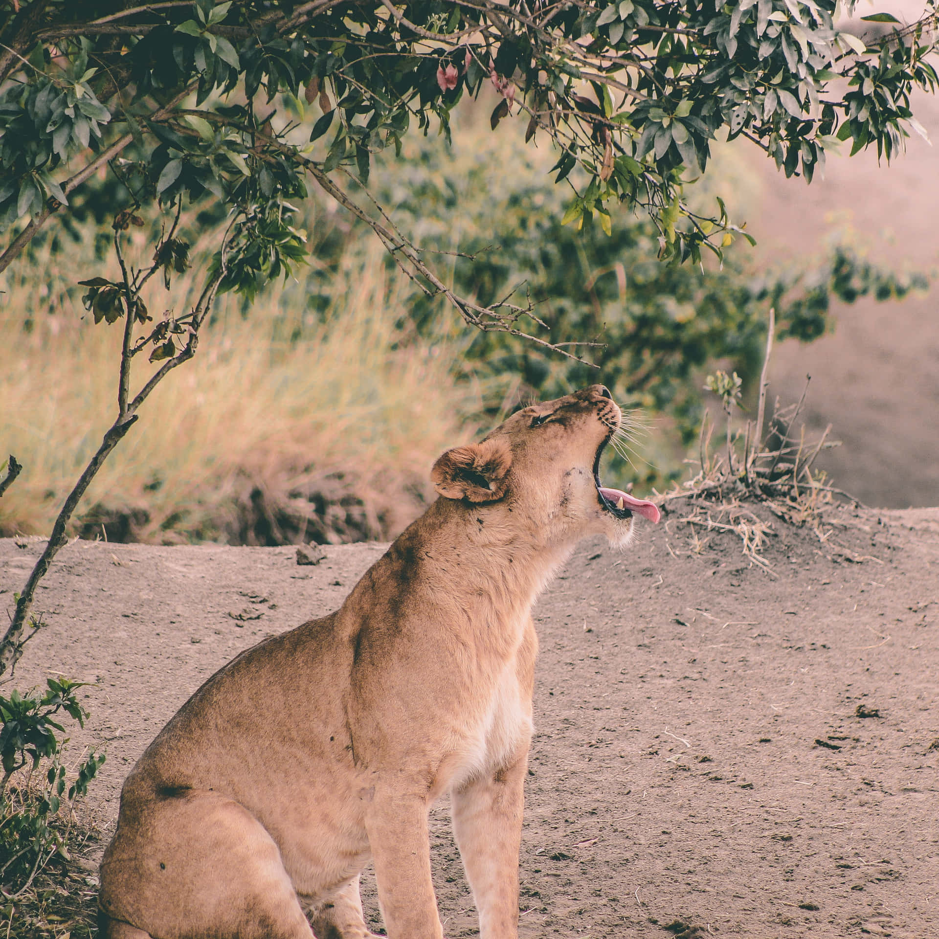 Yawning Lioness In The Wild Wallpaper