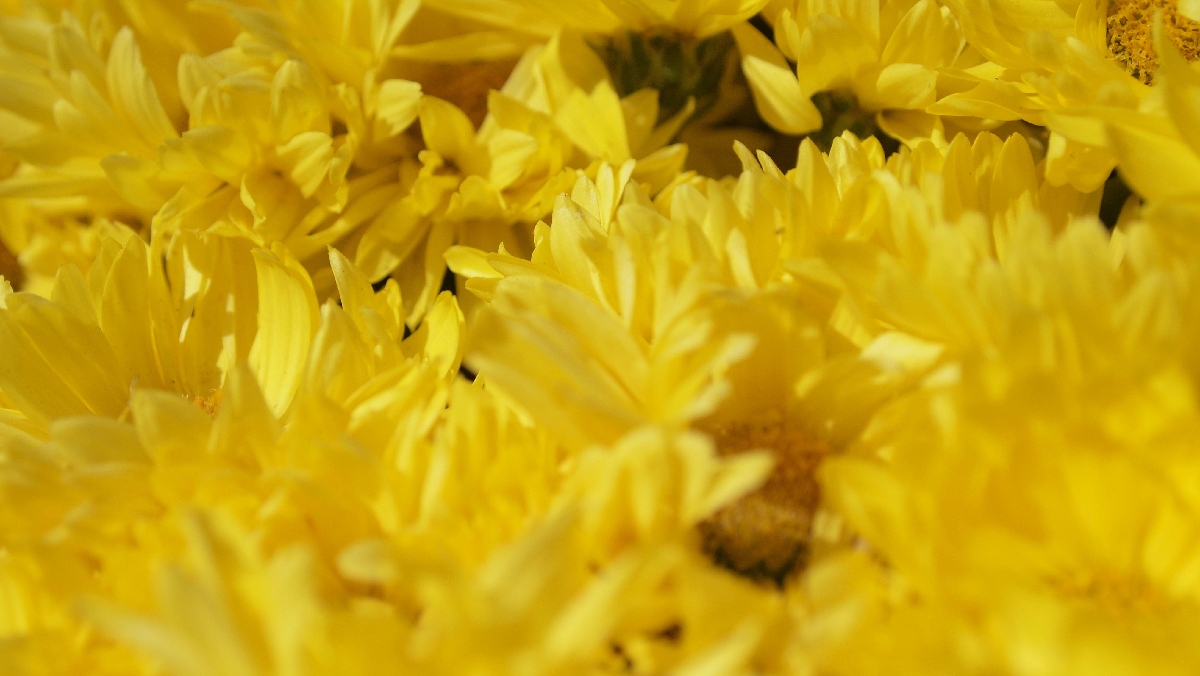 Yellow Aesthetic Laptop Many Flowers Wallpaper