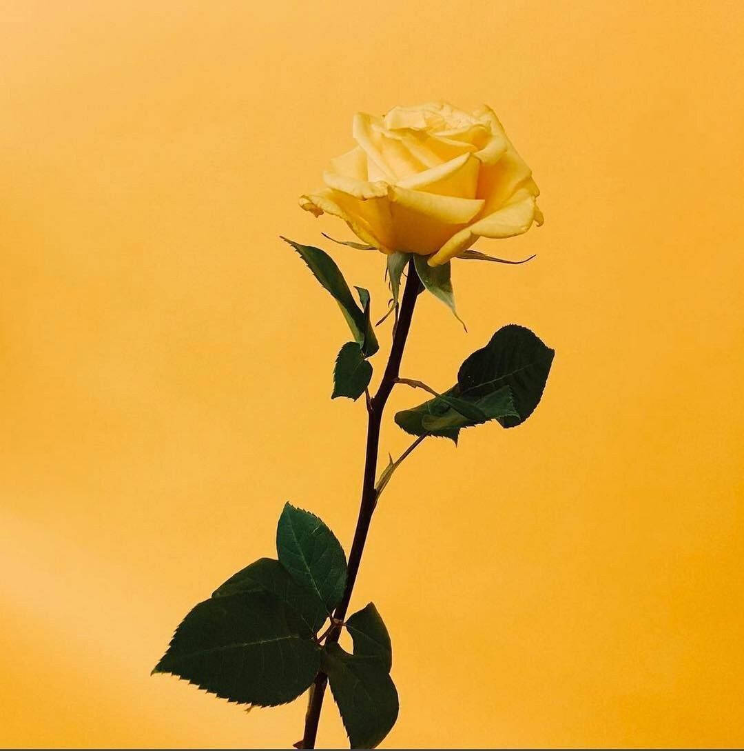 Yellow Rose Instagram Pfp Wallpaper