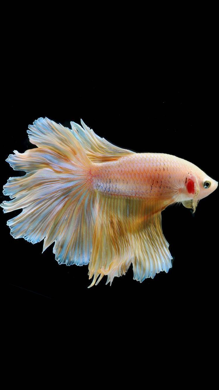 Yellow White Betta Fish Wallpaper