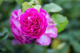 Young Lycidas Pink Rose Wallpaper