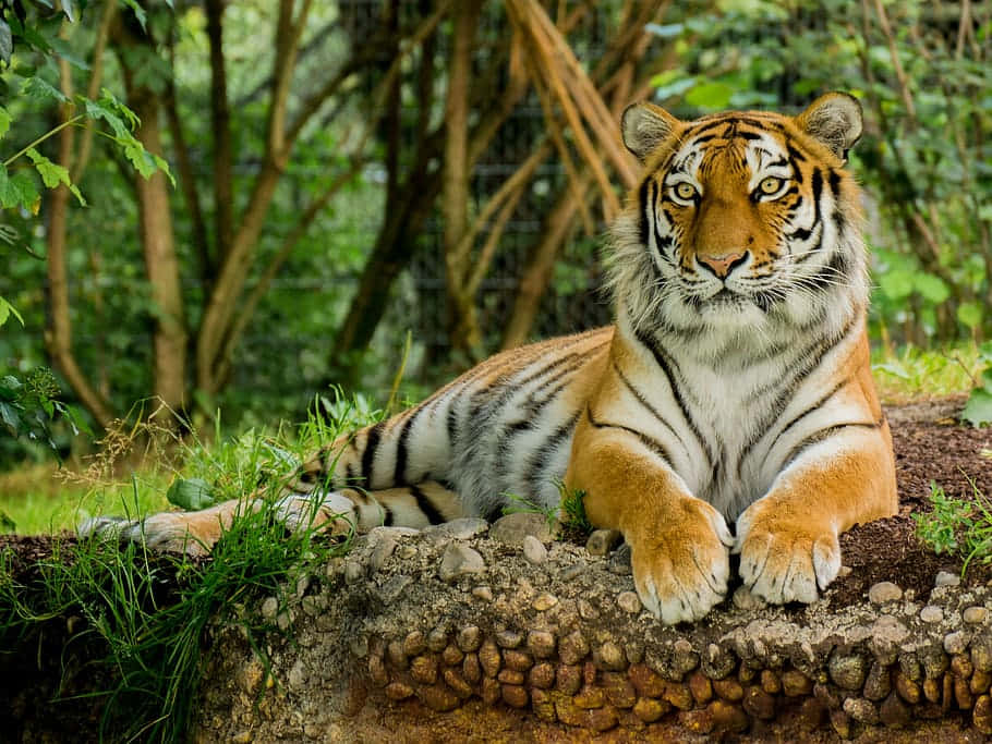 Zoo Animal Cool Tiger Wallpaper