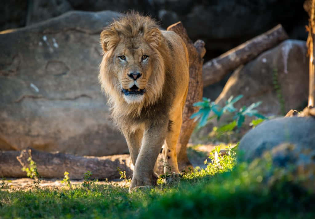 Zoo Animal Ferocious Lion Wallpaper