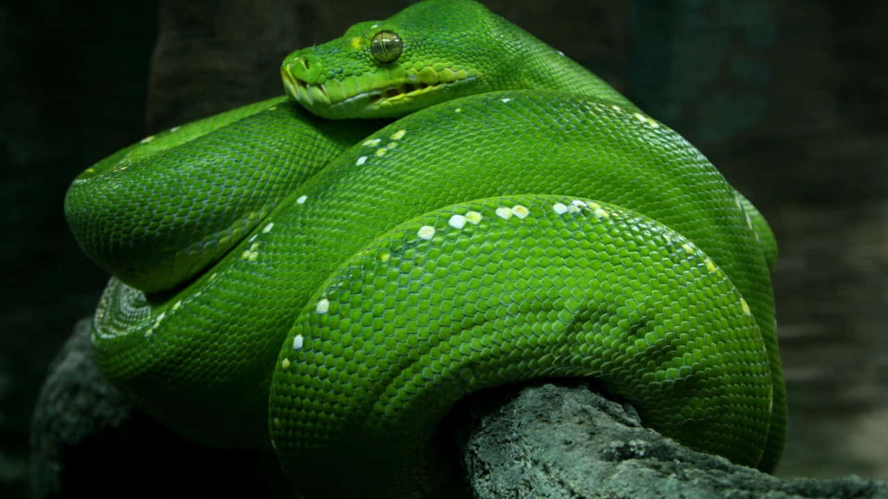 Zoo Animal Green Tree Python Wallpaper