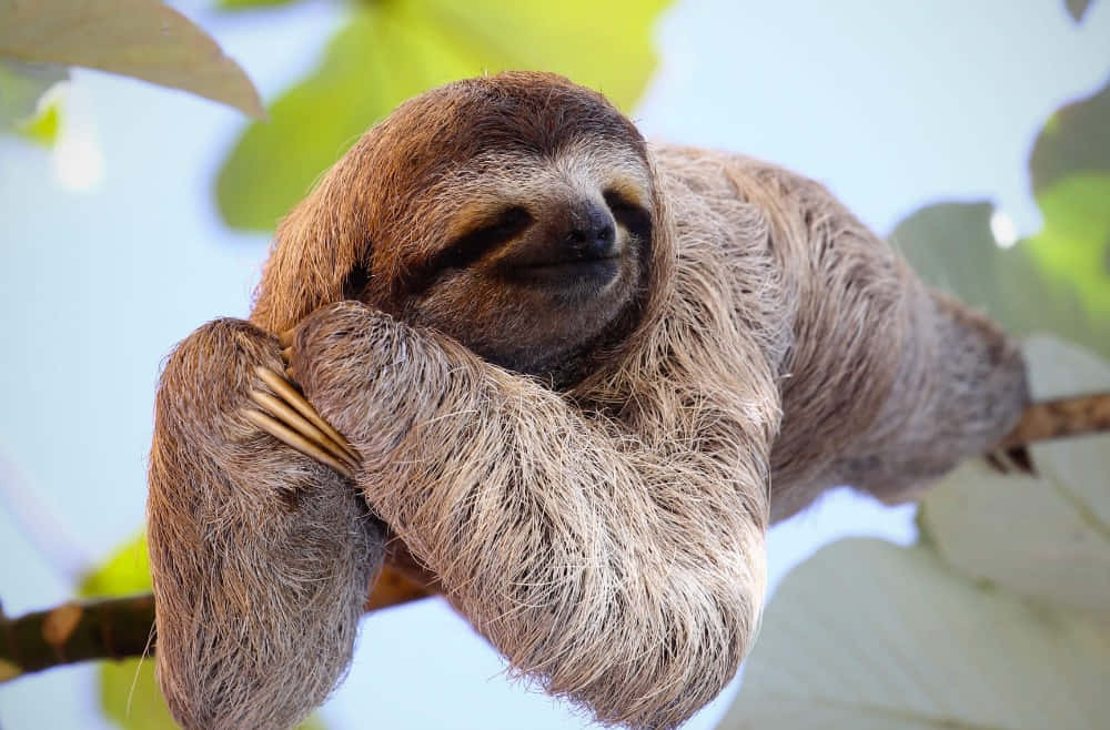 Zoo Animal Sloth On A Tree Wallpaper