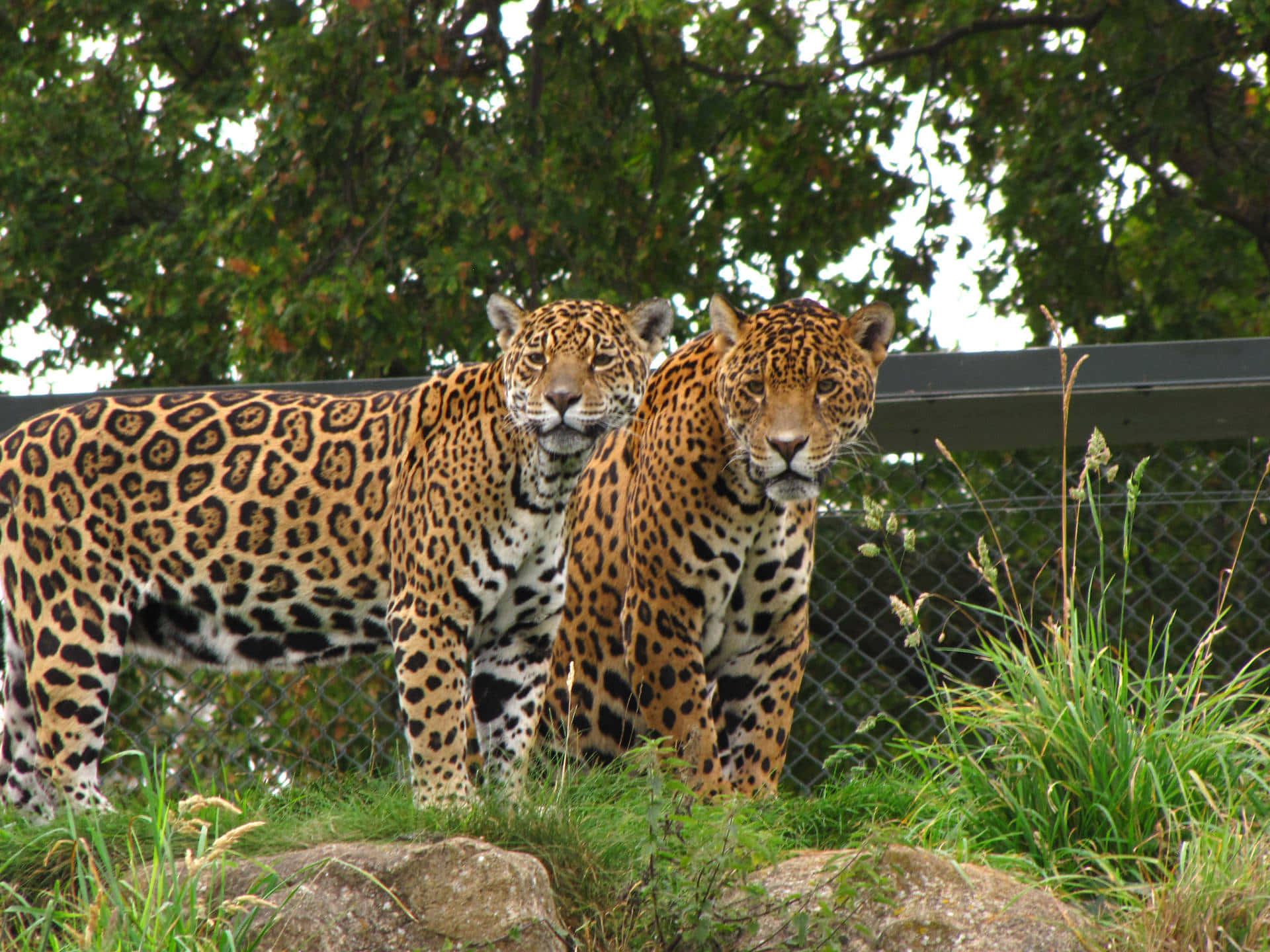 Zoo Animals Fearsome Leopards Wallpaper