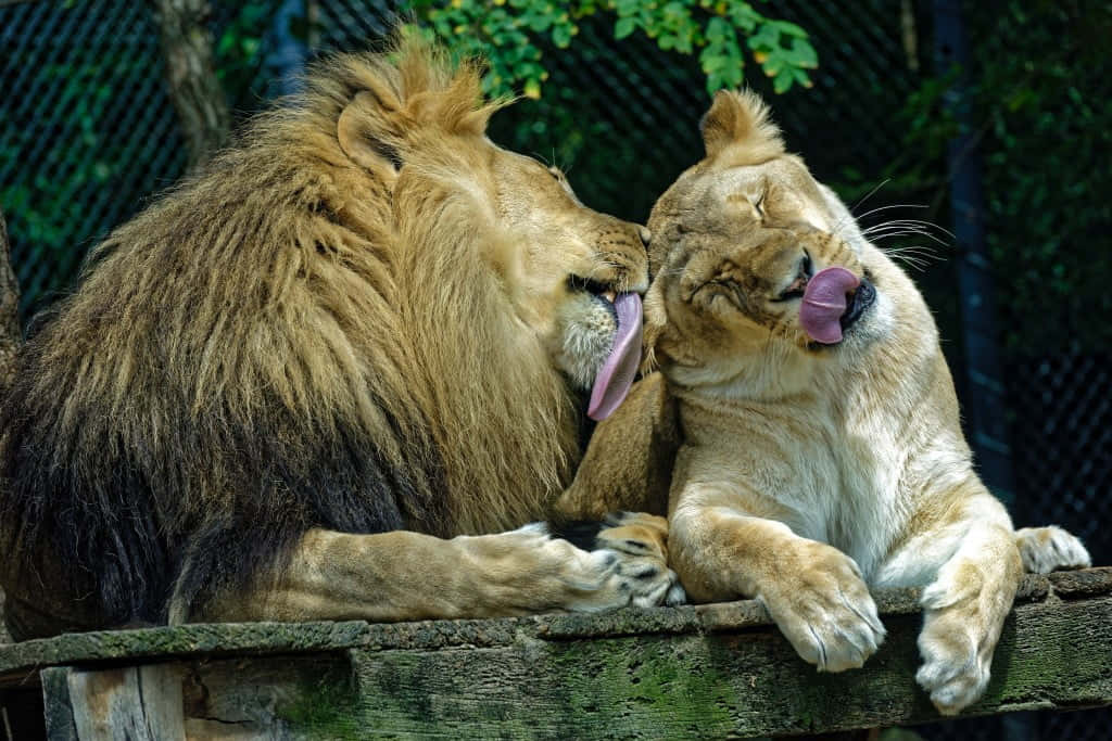 Zoo Animals Lion And Lioness Wallpaper