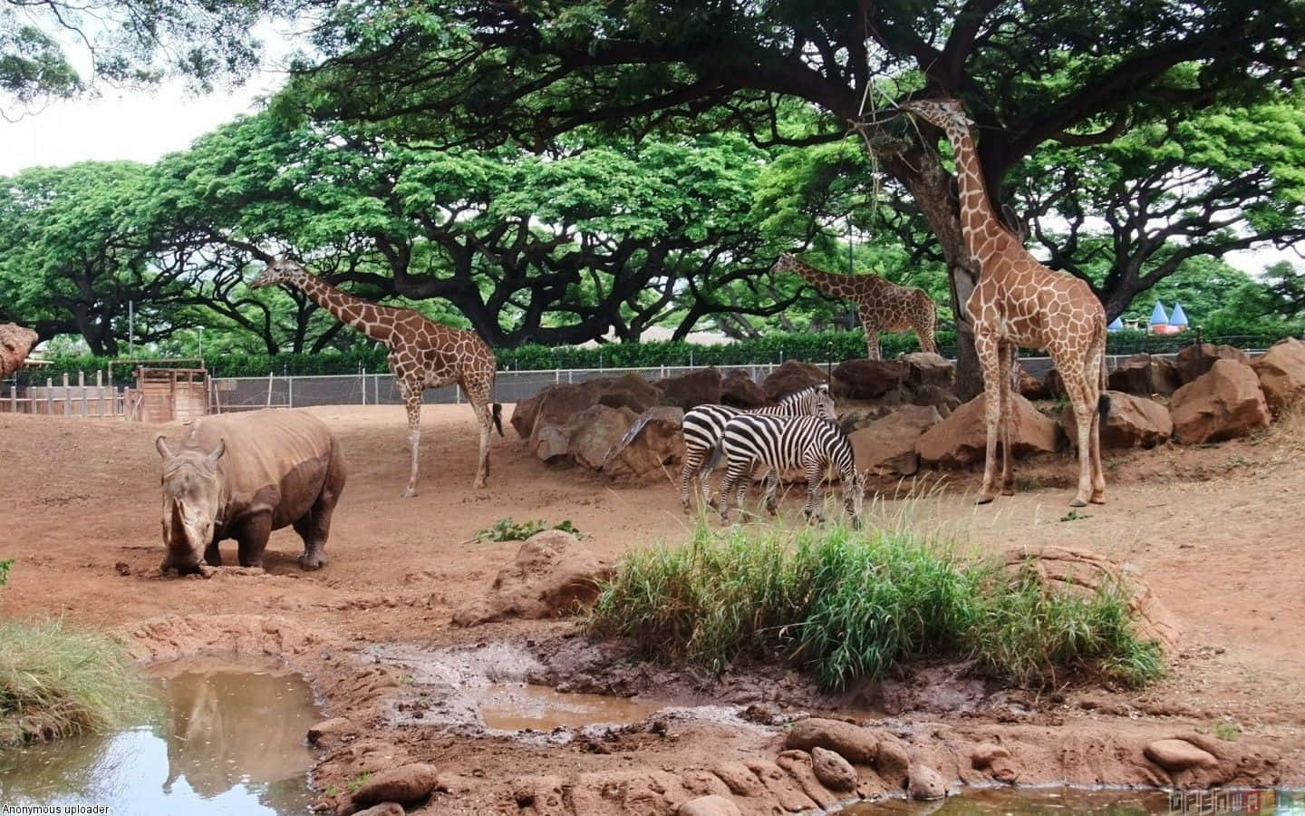 Zoo With Giraffes Zebra And Rhinoceros Wallpaper