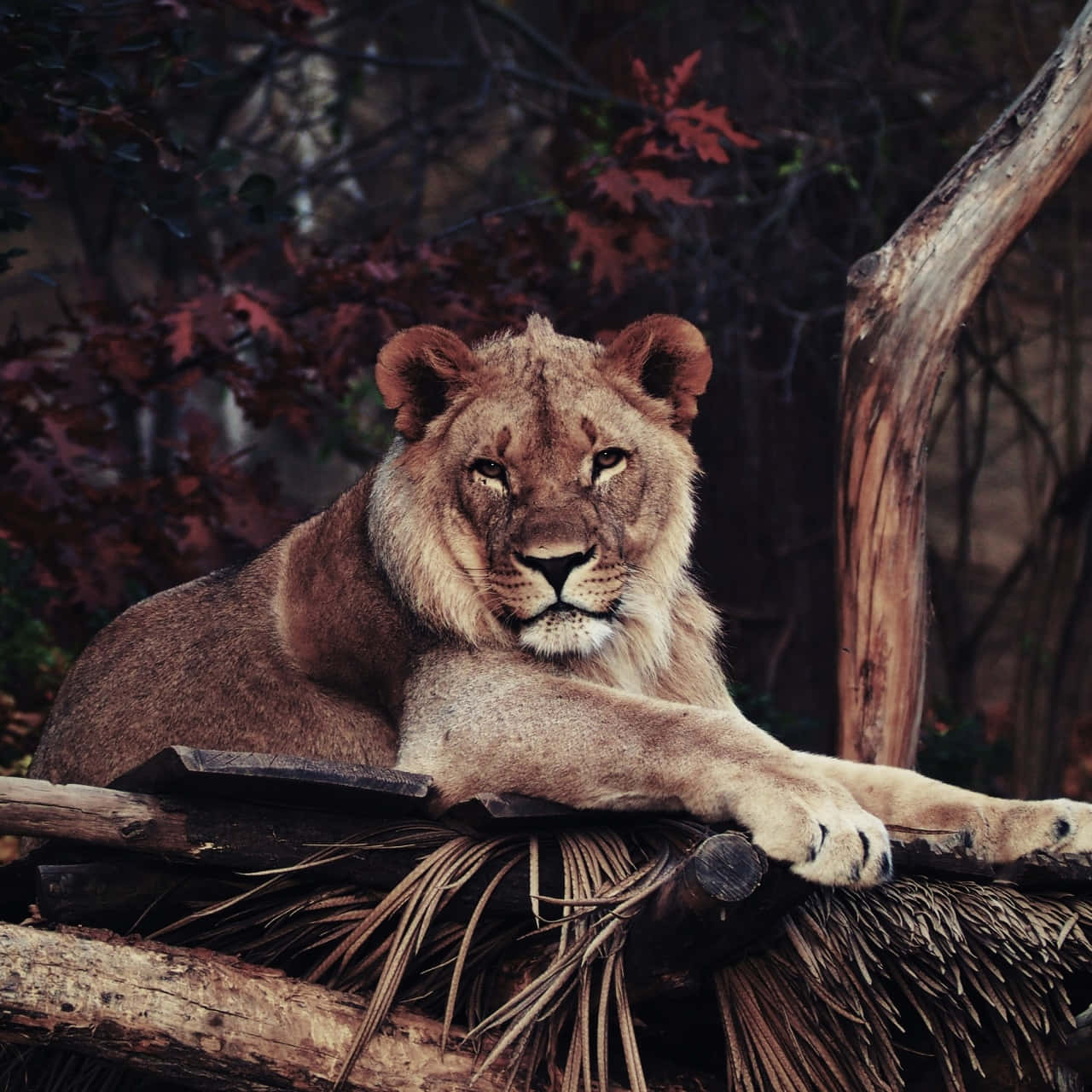 Zoo With Resting Lioness Wallpaper