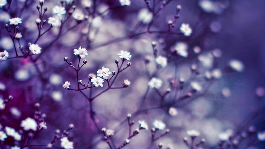 1920 X 1080 Flower White Snow Wallpaper