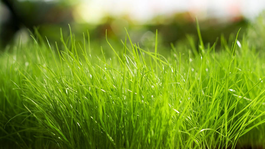 1920x1080 Full Hd Nature Close-up Green Grass Wallpaper