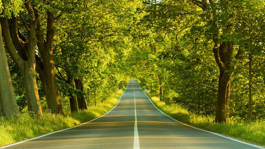 1920x1080 Full Hd Nature Empty Road Trees Around Wallpaper