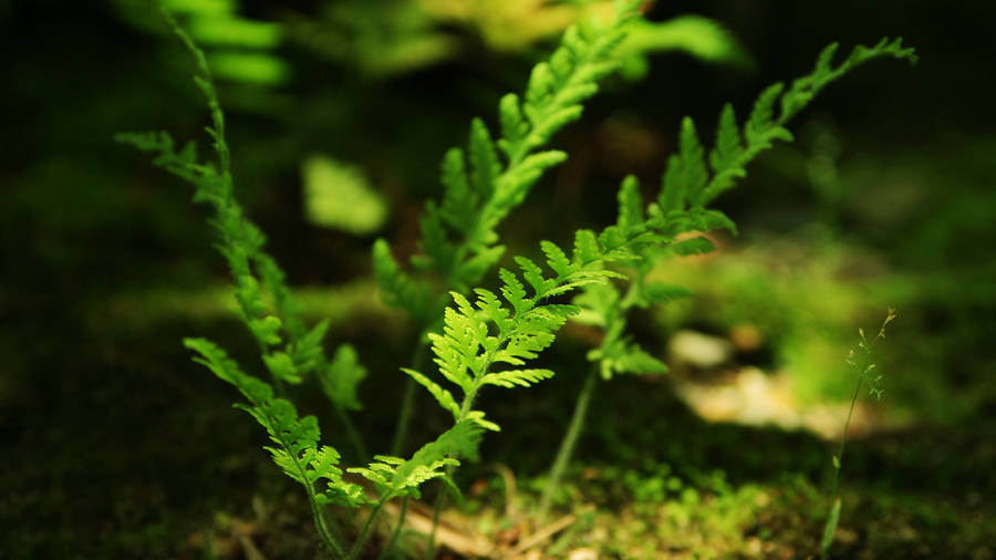 1920x1080 Full Hd Nature Fern Plants Wallpaper