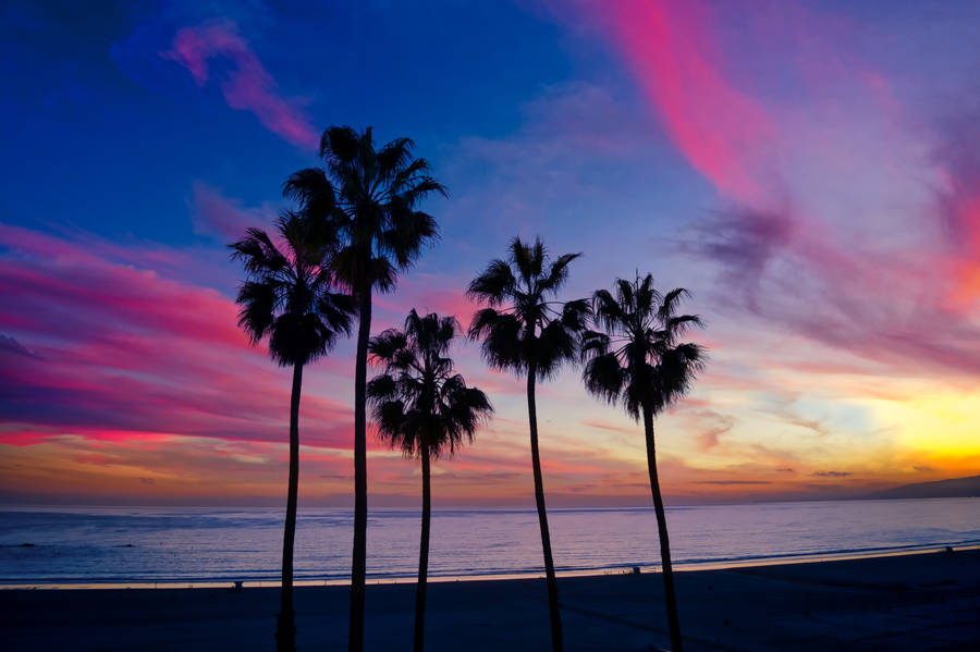 1920x1080 Hd Beach Desktop Palm Trees Silhouette Wallpaper