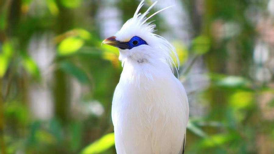 1920x1080 Hd Birds Bali Myna Wallpaper