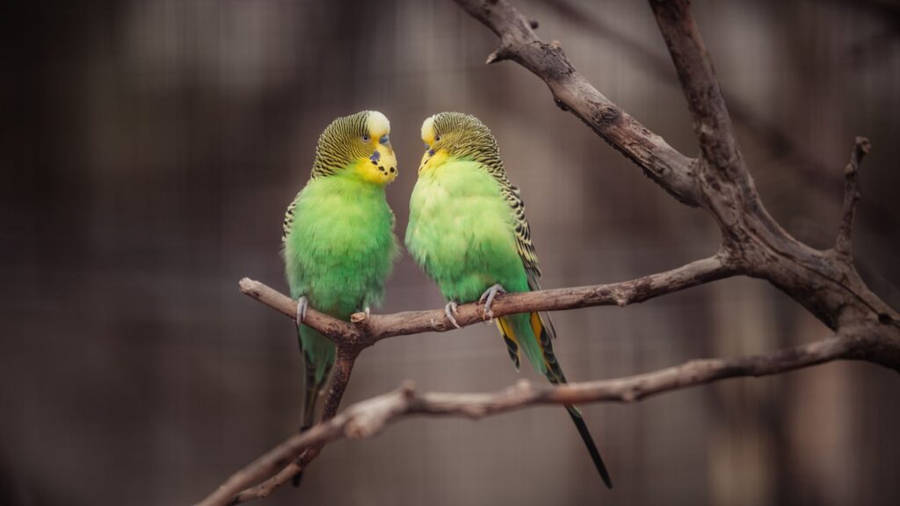 1920x1080 Hd Birds On Branch Of Tree Wallpaper