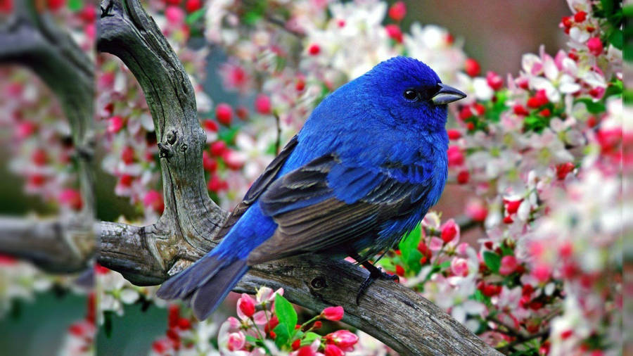 1920x1080 Hd Birds Pretty Bluebird Wallpaper