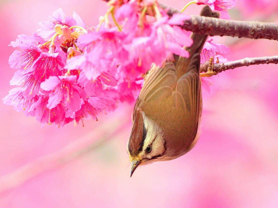 1920x1080 Hd Birds Taiwan Yuhina Wallpaper