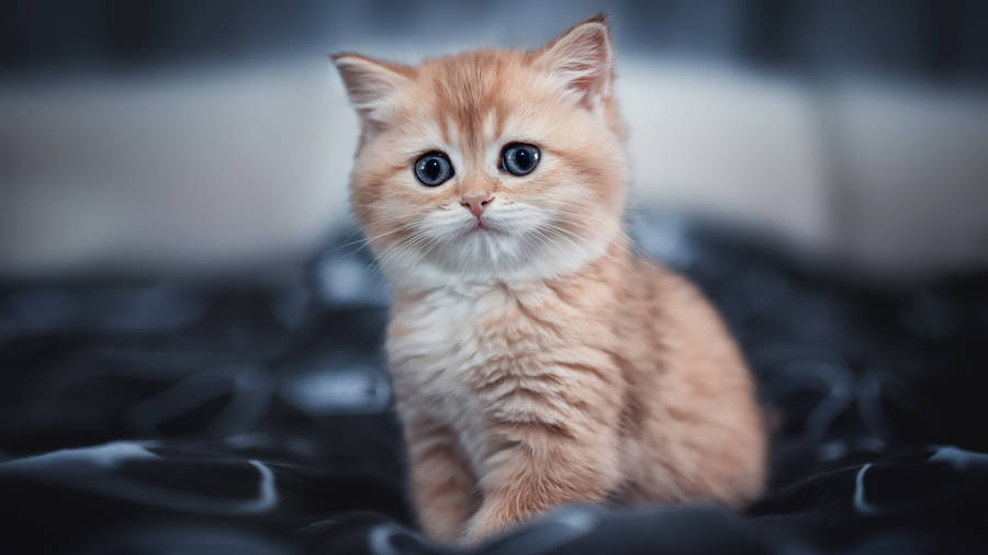 1920x1080 Hd Cute Kitten Wallpaper WallpapersOK