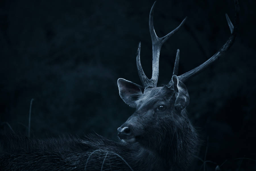 1920x1080 Hd Dark Stag Wallpaper