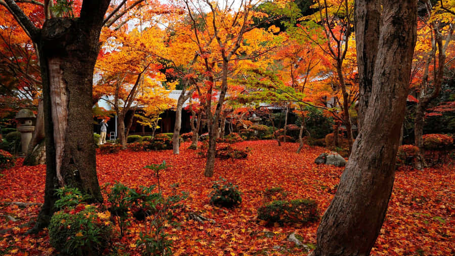 1920x1080 Hd Fall Backyard Trees Wallpaper