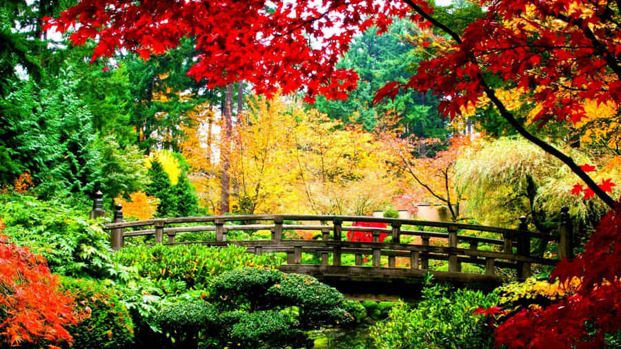 1920x1080 Hd Fall Colorful Trees Bridge Wallpaper