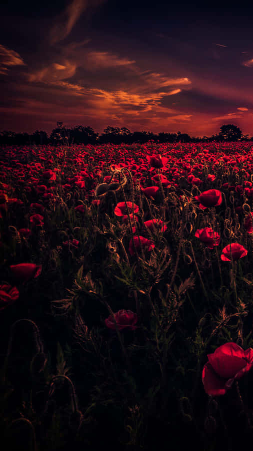1920x1080 Hd Fall Dark Open Field Roses Wallpaper