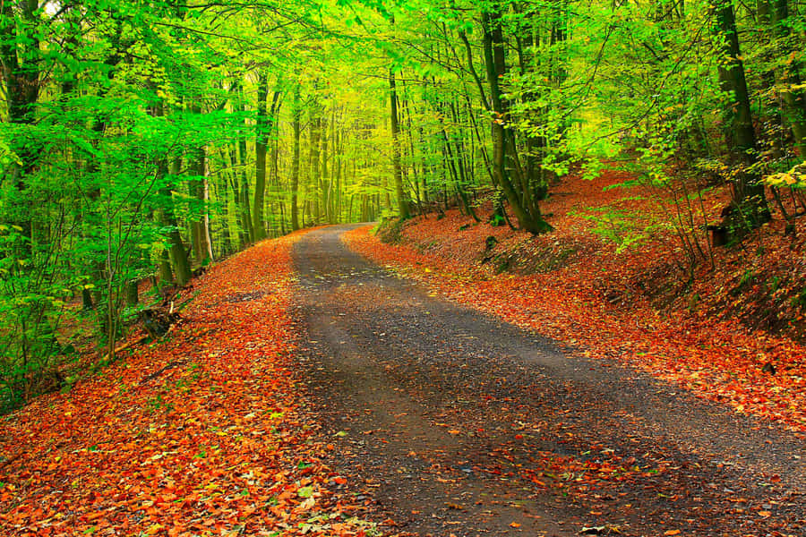 1920x1080 Hd Fall Side Walk Orange Wallpaper