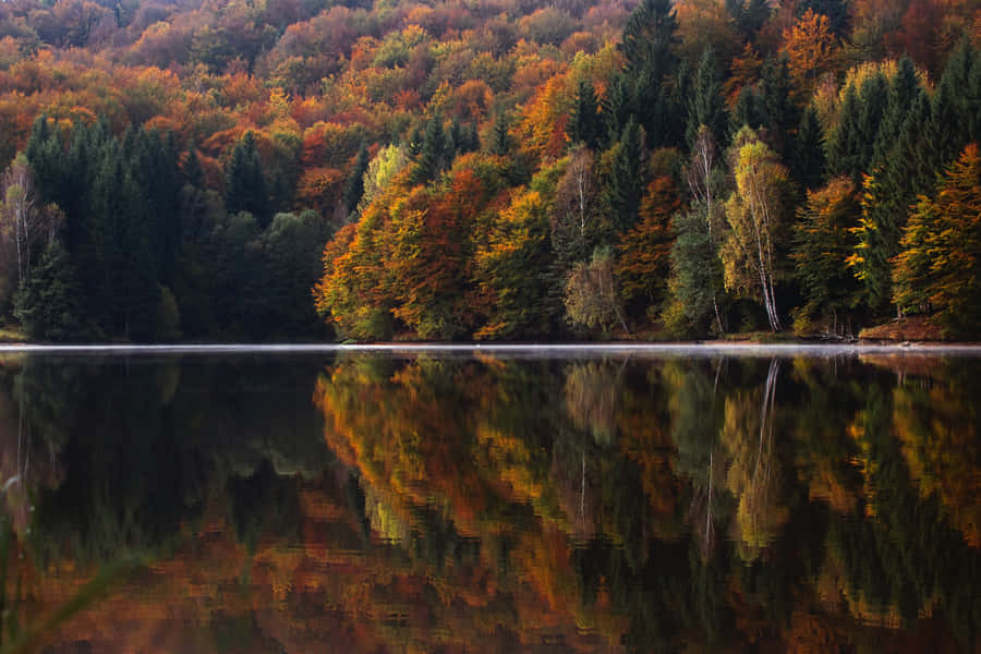 1920x1080 Hd Fall Trees Lake Wallpaper