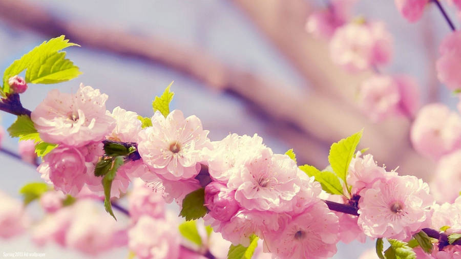 1920x1080 Hd Flower Cherry Tree Wallpaper