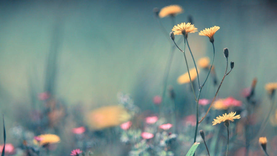 1920x1080 Hd Flower Dandelion Wallpaper