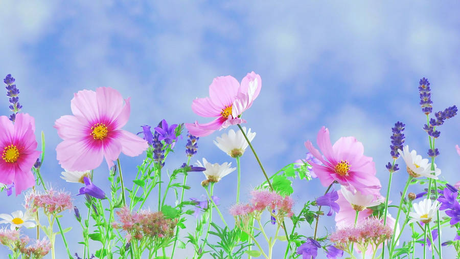 1920x1080 Hd Flower Garden Wallpaper