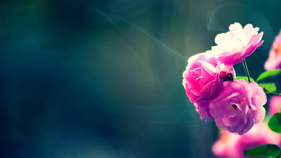 1920x1080 Hd Flower Pink Wallpaper