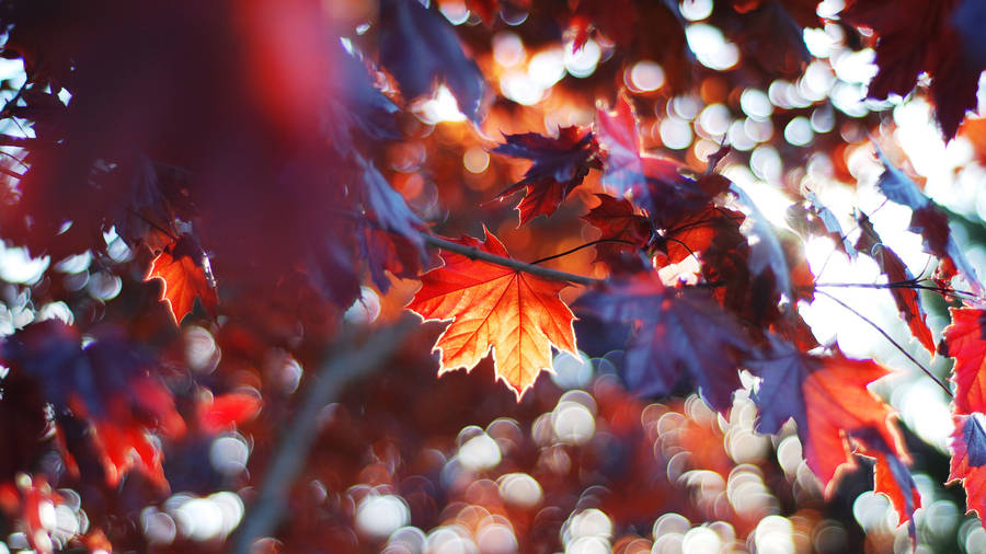 2560x1440 Fall Leaves And Sunrays Wallpaper