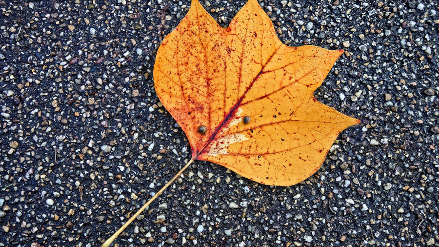 2560x1440 Fall Maple Leaf Wallpaper