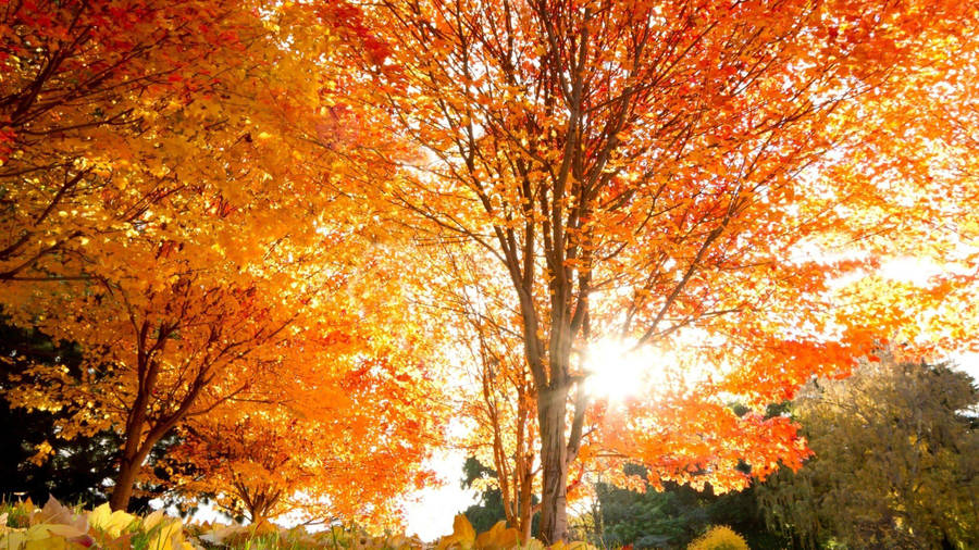 2560x1440 Fall Orange Maple Trees Wallpaper