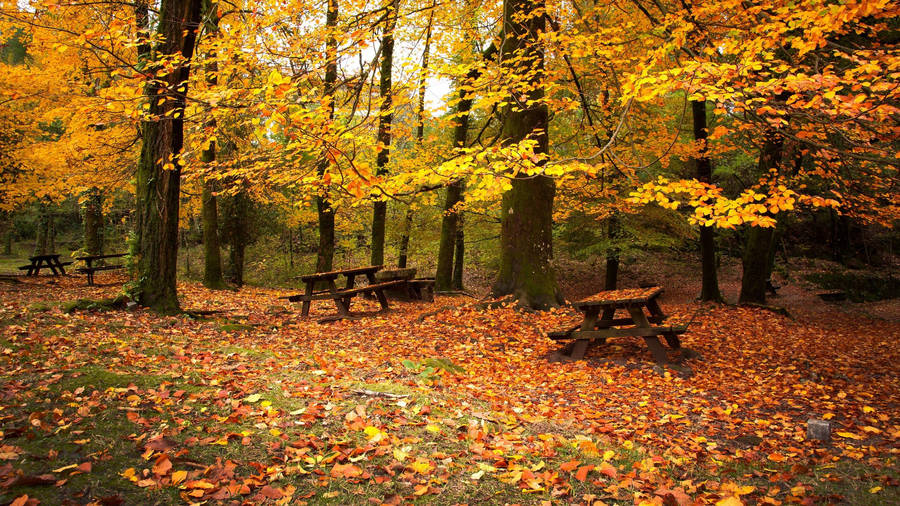 2560x1440 Fall Picnic Tables Wallpaper