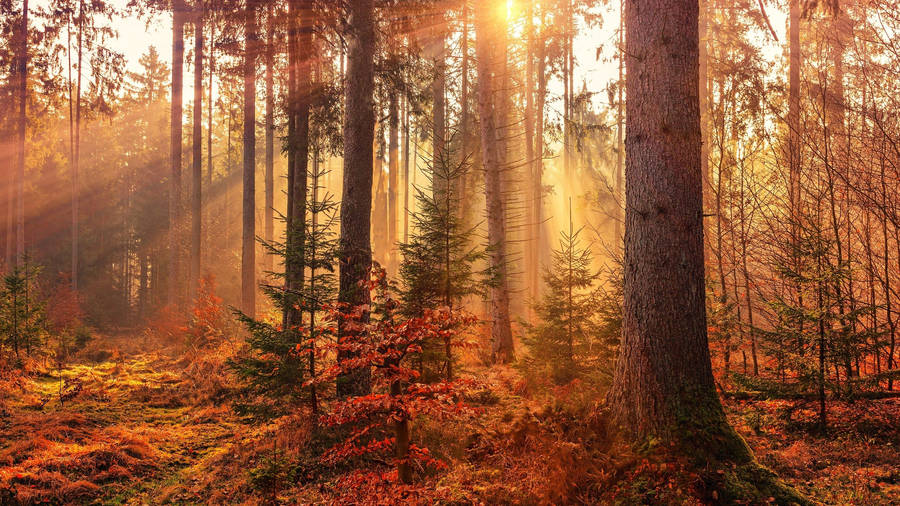 2560x1440 Fall Sunrays In Forest Wallpaper