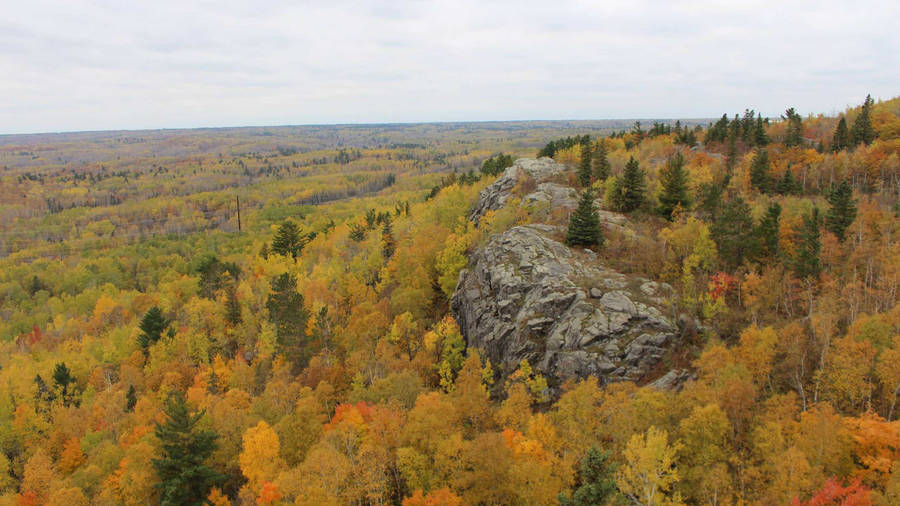 2560x1440 Fall Vast Forest Wallpaper