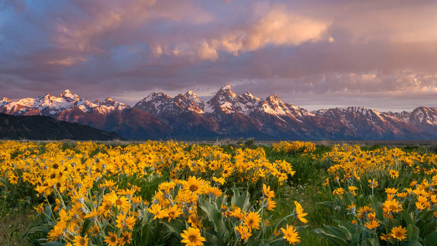 2560x1440 Nature Grand Teton Flower Field Wallpaper